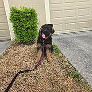 Tenshi joined the competition — help win amazing prizes! dog, puppy, german_shepherd, leash, grass, dry_grass, bush, sidewalk, garage_door, outdoor, pet, canine, young_dog, tongue_out, curious, sitting, animal, front_yard, home, playful