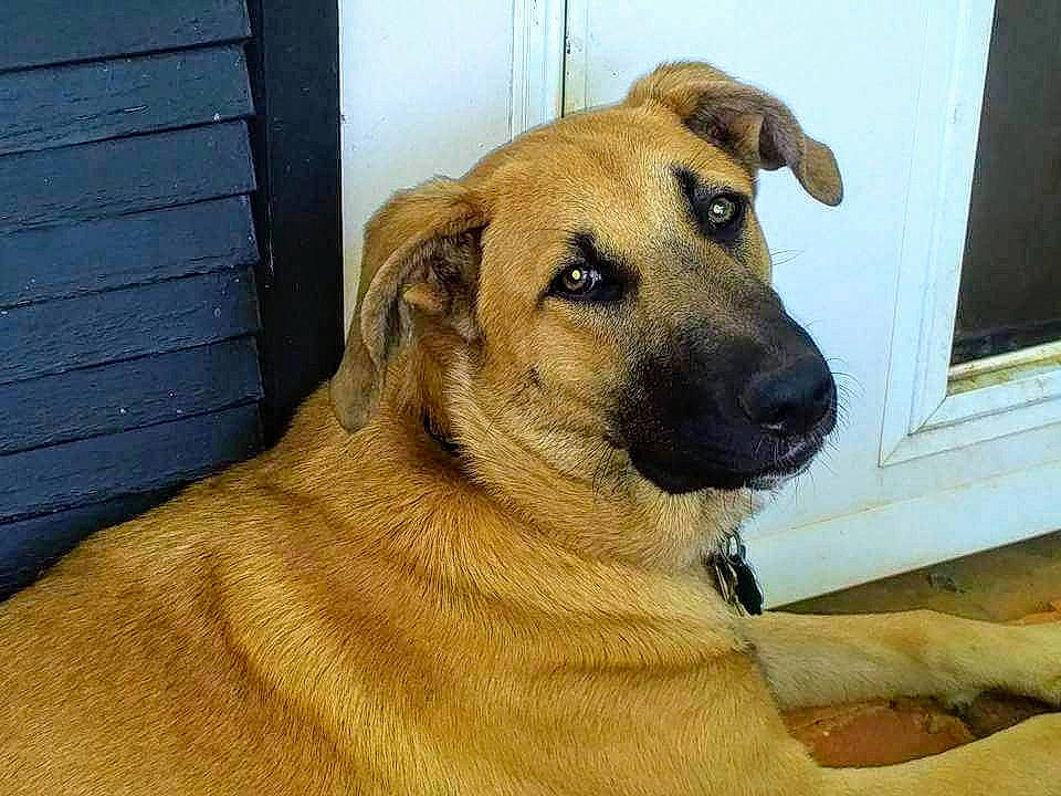 Bella joined the competition — help win amazing prizes! ancient_dog_breeds, canidae, carnivore, companion_dog, dog, dog_breed, fawn, fur, paw, pet_supply, snout, sporting_group, whiskers, window, working_animal, working_dog