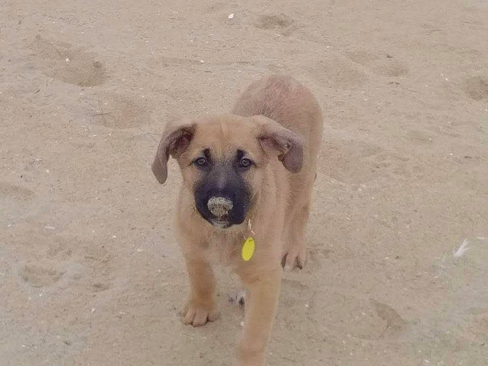 Bella joined the competition — help win amazing prizes! beach, canidae, carnivore, companion_dog, dog, dog_breed, fawn, landscape, pet_supply, sand, snout, soil, sporting_group, street_dog, terrestrial_animal, working_animal, working_dog