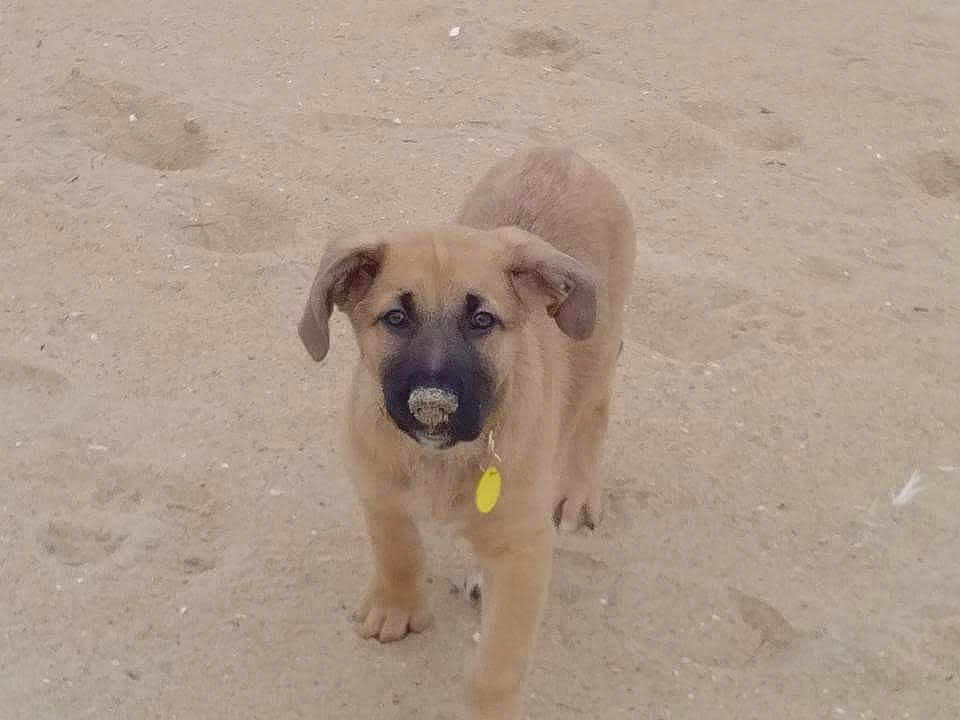 Bella