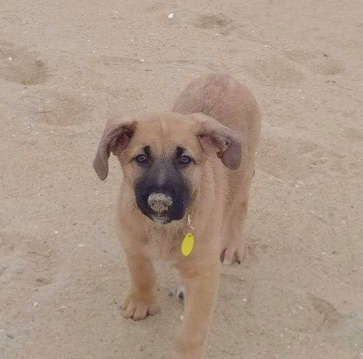 Bella is registered to the contest to win money with this photo: canidae, carnivore, companion_dog, dog, dog_breed, fawn, landscape, pet_supply, sand, snout, soil, sporting_group, terrestrial_animal, working_animal