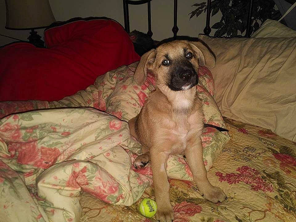 Bella joined the competition — help win amazing prizes! carnivore, comfort, companion_dog, couch, dog, dog_breed, fawn, fur, lamp, linens, paw, picture_frame, pug, snout, sporting_group, terrestrial_animal, toy_dog, whiskers, working_animal, wrinkle