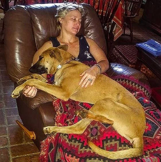 Bella joined the competition — help win amazing prizes! abdomen, canidae, carnivore, chair, comfort, companion_dog, couch, dog, dog_breed, dog_supply, fawn, fun, fur, guard_dog, human_leg, lap, paw, sitting, sporting_group, thigh