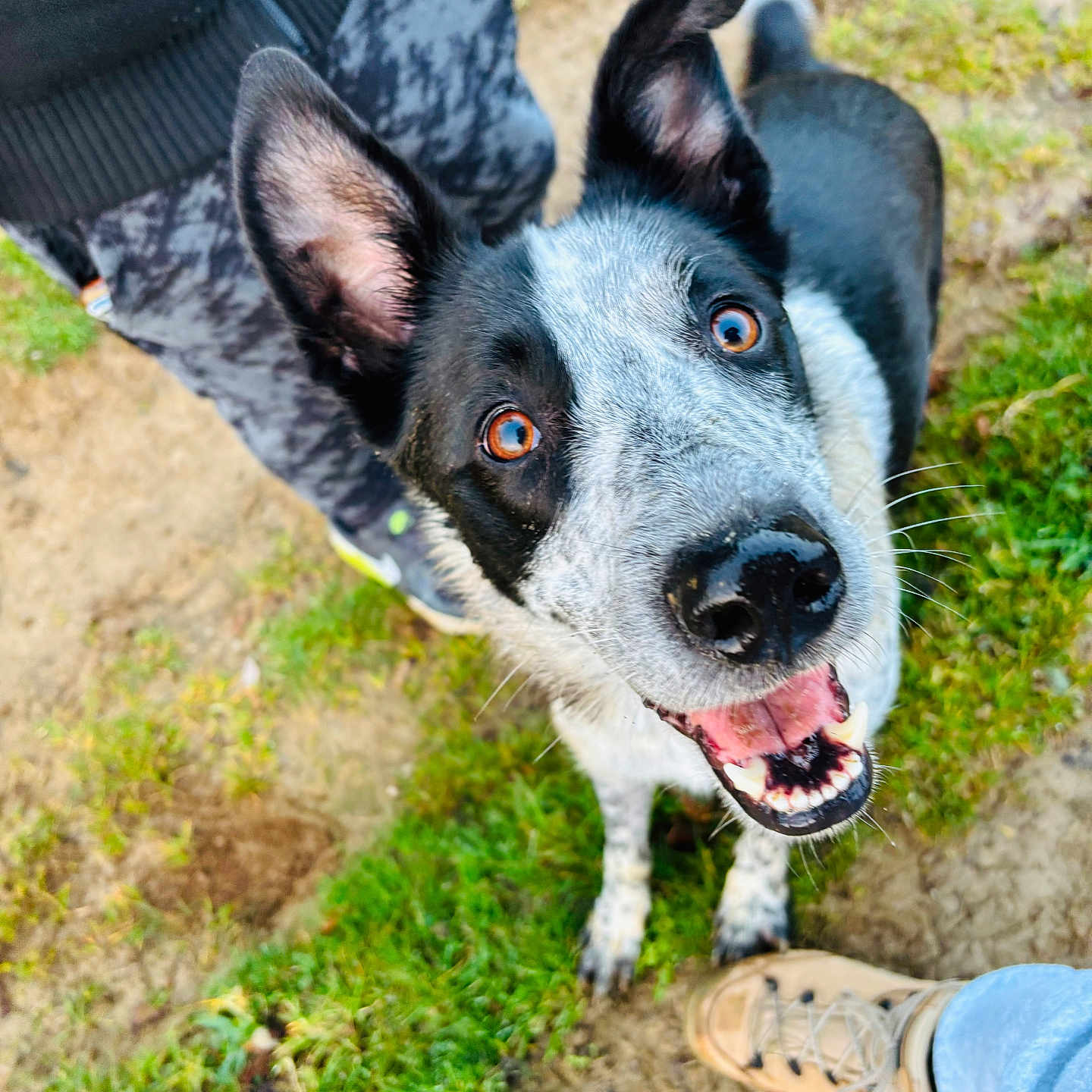 Oréo participe au concours pour gagner de l'argent avec cette photo : adult, animal, canine, clothing, dog, footwear, grass, hound, husky, male, man, pants, person, pet, plant, puppy, runningshoe, shoe, sneaker, soil
