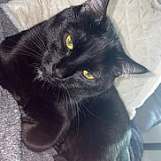 Lucius joined the competition — help win amazing prizes! black_cat, cat, pet, animal, yellow_eyes, fur, whiskers, relaxed, blanket, soft_texture, indoor, cozy, resting, close_up, portrait, cute, feline, domestic_cat, sleepy, comfortable