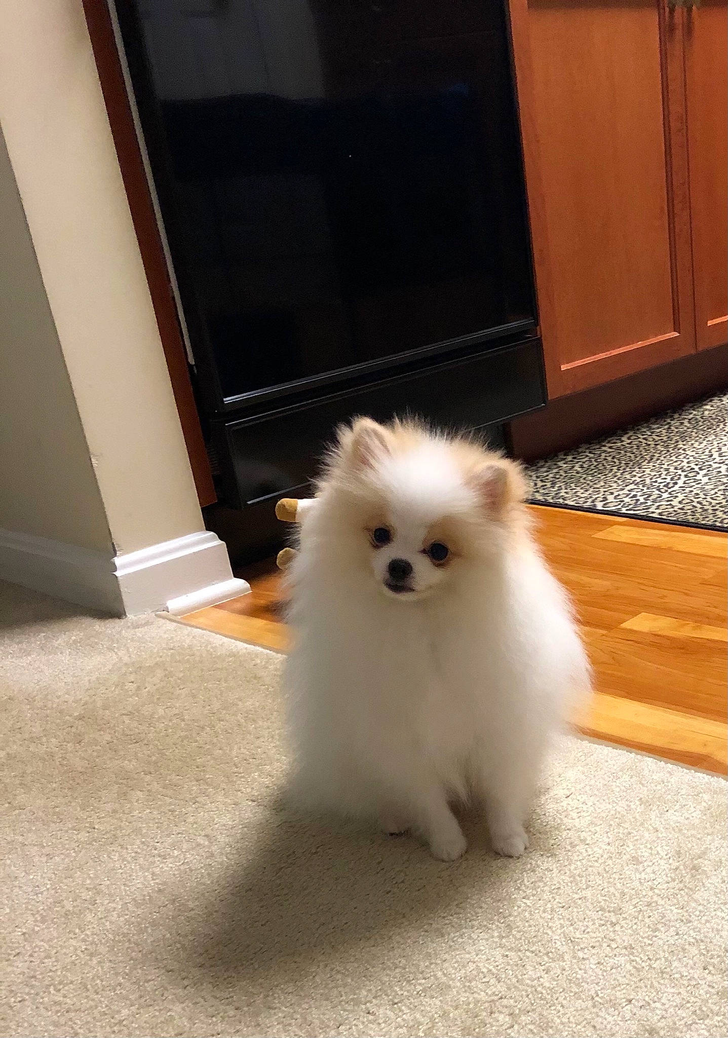 Dumpling joined the competition — help win amazing prizes! canidae, carnivore, companion_dog, dog, dog_breed, fawn, flooring, fur, german_spitz_mittel, hardwood, non_sporting_group, samoyed, small_to_medium_sized_cats, snout, spitz, tail, volpino_italiano, whiskers, wood