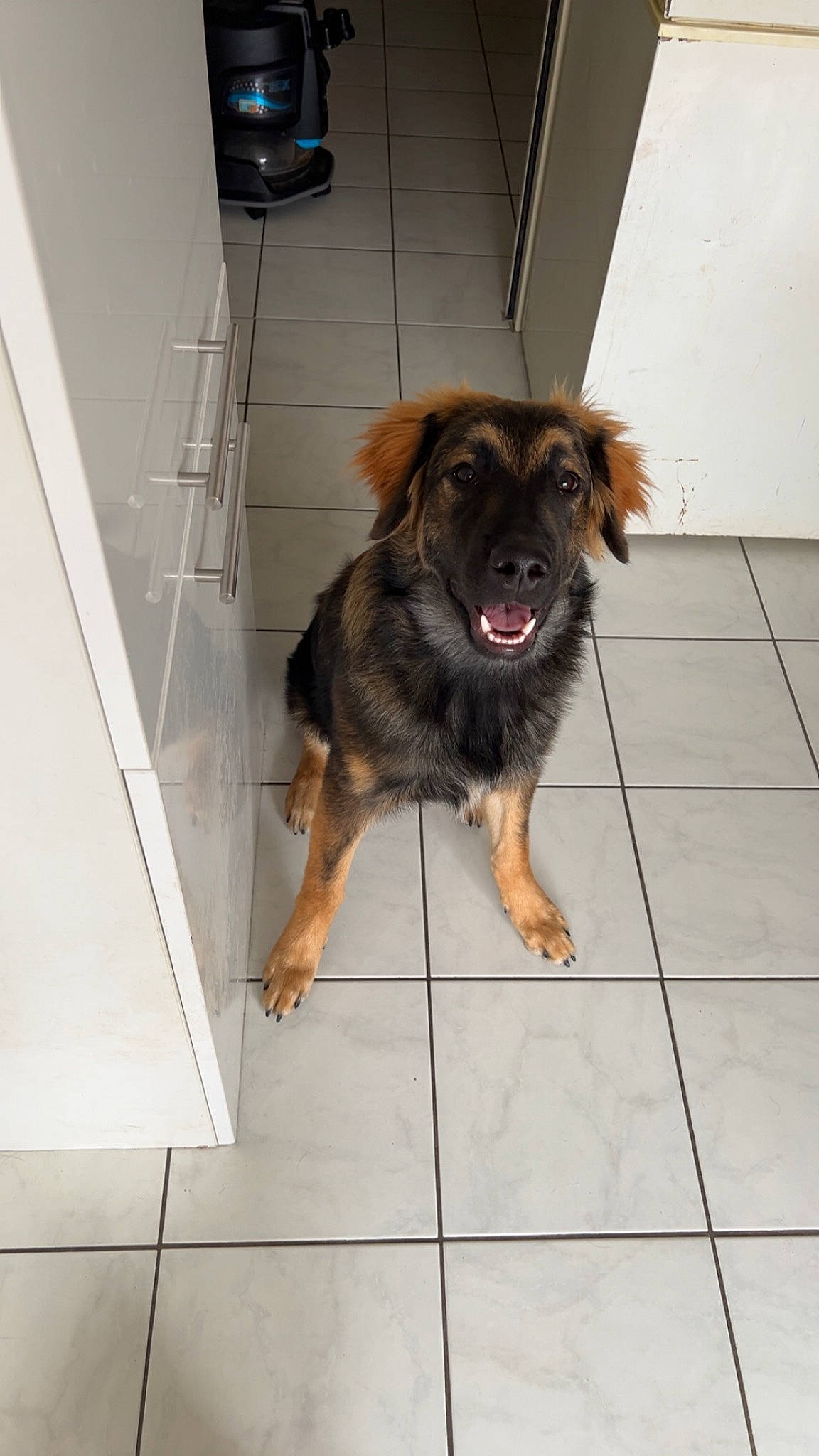 Patmol participe au concours pour gagner de l'argent avec cette photo : carnivore, companion_dog, dog, dog_breed, fawn, floor, flooring, fur, guard_dog, hardwood, leonberger, liver, old_german_shepherd_dog, paw, tail, tile, tile_flooring, working_dog