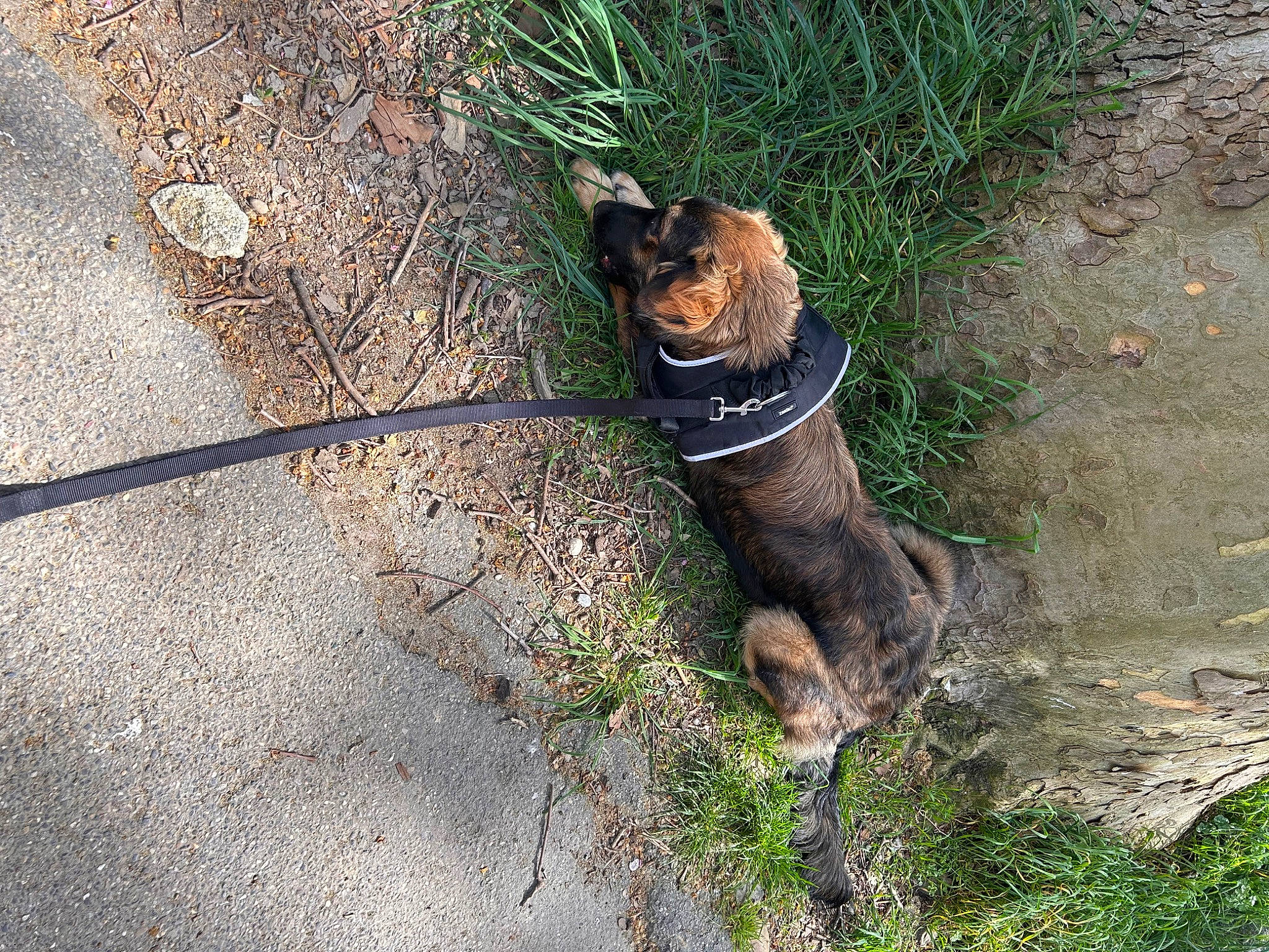 Patmol a rejoint le concours — aidez-le/la à gagner de superbes lots ! asphalt, carnivore, collar, companion_dog, dog, dog_breed, domestic_short_haired_cat, fawn, felidae, grass, leash, plant, road_surface, small_to_medium_sized_cats, snout, tail, terrestrial_animal, trunk, whiskers, working_animal