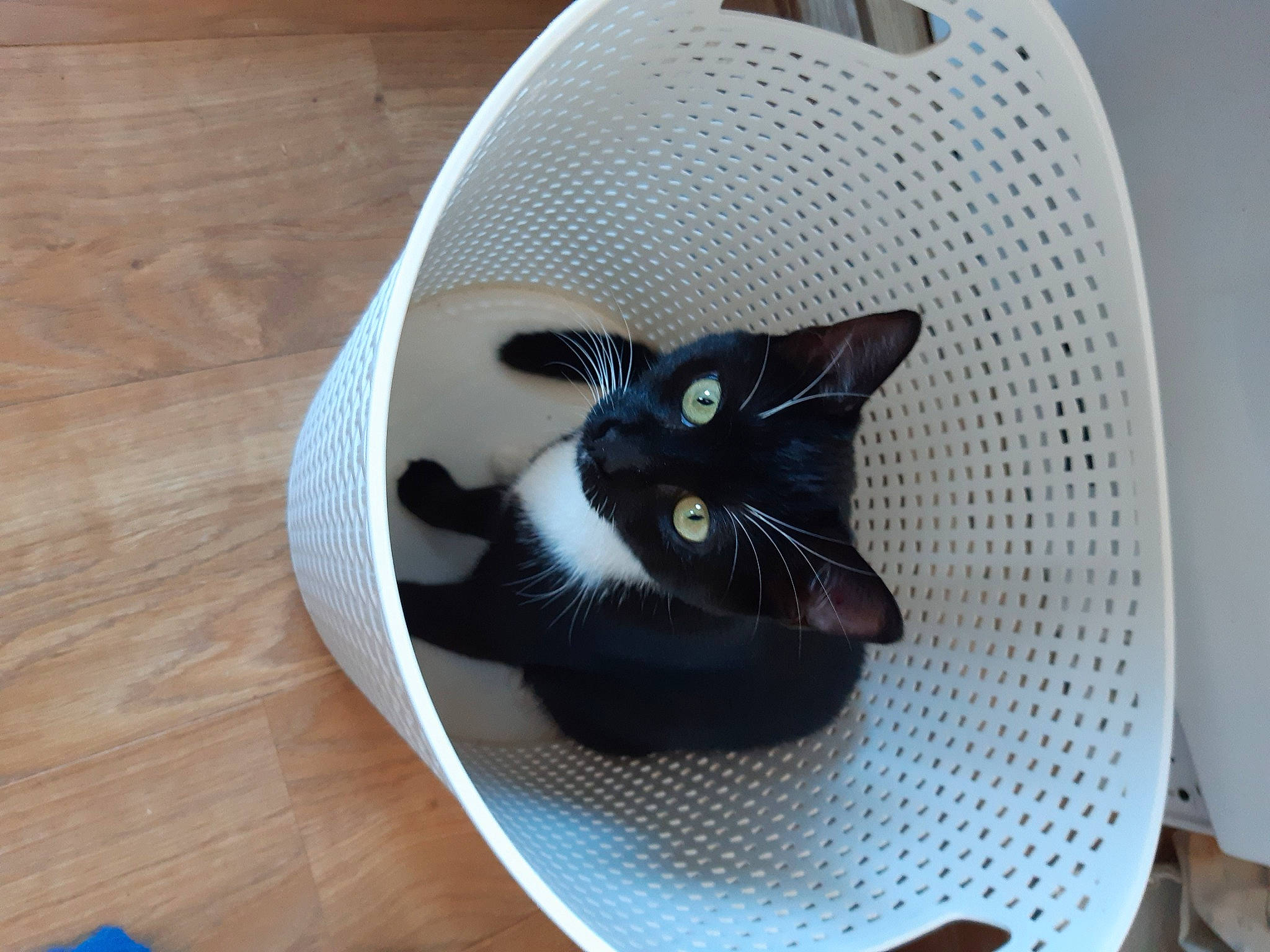 Kali participe au concours pour gagner de l'argent avec cette photo : black_cat, carnivore, cat, cat_supply, circle, comfort, domestic_short_haired_cat, electric_blue, fashion_accessory, felidae, flooring, hardwood, helmet, personal_protective_equipment, small_to_medium_sized_cats, tail, whiskers, wood, wood_flooring, wood_stain