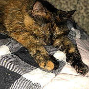 Jade joined the competition — help win amazing prizes! cat, tortoiseshell, sleeping, paws, blanket, cozy, furry, pet, animal, resting, soft, comfort, indoor, closeup, cute, feline, relaxation, warm, fur, nap