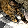 cat, tortoiseshell, sleeping, paws, blanket, cozy, furry, pet, animal, resting, soft, comfort, indoor, closeup, cute, feline, relaxation, warm, fur, nap
