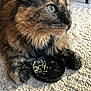 Jade joined the competition — help win amazing prizes! cat, tortoiseshell, fur, green_eyes, paws, carpet, indoor, close_up, pet, animal, whiskers, black_lid, dried_herbs, texture, resting, curious, feline, domestic_cat, soft_fur, side_view