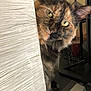 Jade is registered to the contest to win money with this photo: cat, tortoiseshell, curious, peeking, whiskers, indoor, close_up, face, yellow_eyes, feline, texture, wall, pet, animal, fur, tabby, domestic, cute, portrait, looking