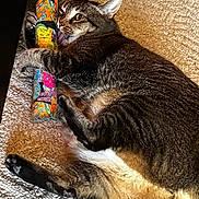 Jojo joined the competition — help win amazing prizes! cat, tabby_cat, carpet, toy, colorful, claw, paw, fur, laying_down, indoor, pet, animal, playful, wide_eyes, clutching, texture, pattern, close_up, cute, relaxed