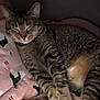 Jojo joined the competition — help win amazing prizes! animal, blanket, cat, comfort, cozy, cute, domestic, feline, fur, indoor, mammal, pattern, paw, pet, pink, relaxation, resting, sleeping, tabby, whiskers