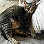 Jojo is registered to the contest to win money with this photo: cat, tabby_cat, feline, pet, lounging, resting, couch, pillow, indoor, cozy, relaxed, fur, striped, whiskers, paw, sleepy, home, carpet, texture, natural_light