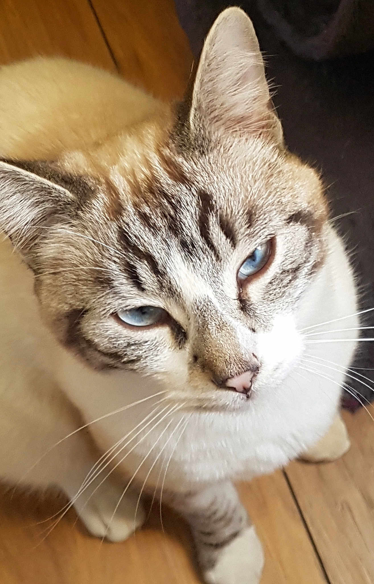 Saïko