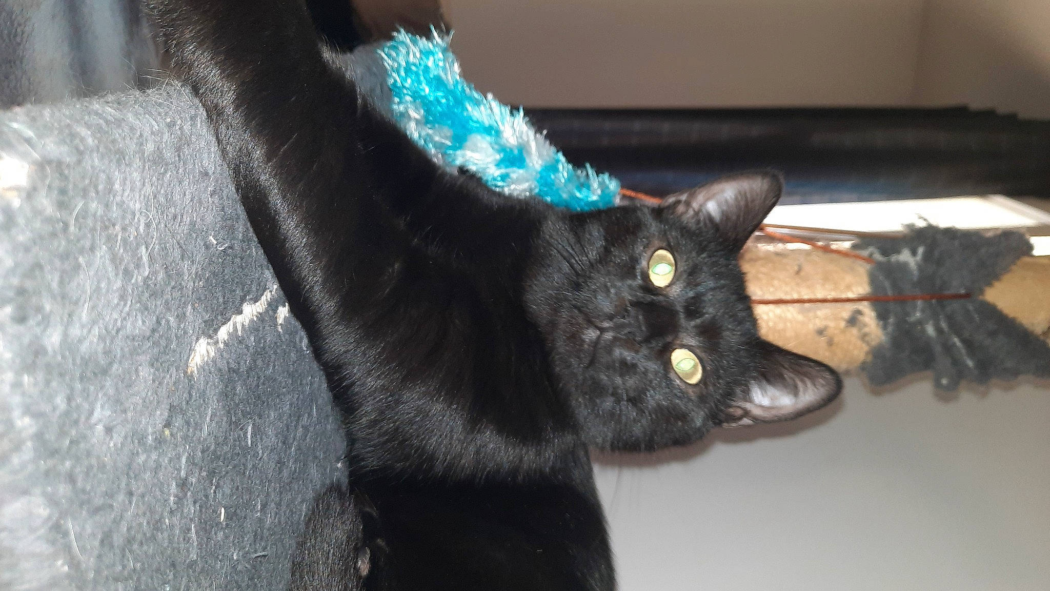 Simba participe au concours pour gagner de l'argent avec cette photo : black_cat, bombay, carnivore, cat, claw, domestic_short_haired_cat, electric_blue, felidae, fur, mammal, paw, small_to_medium_sized_cats, snout, tail, terrestrial_animal, vertebrate, whiskers