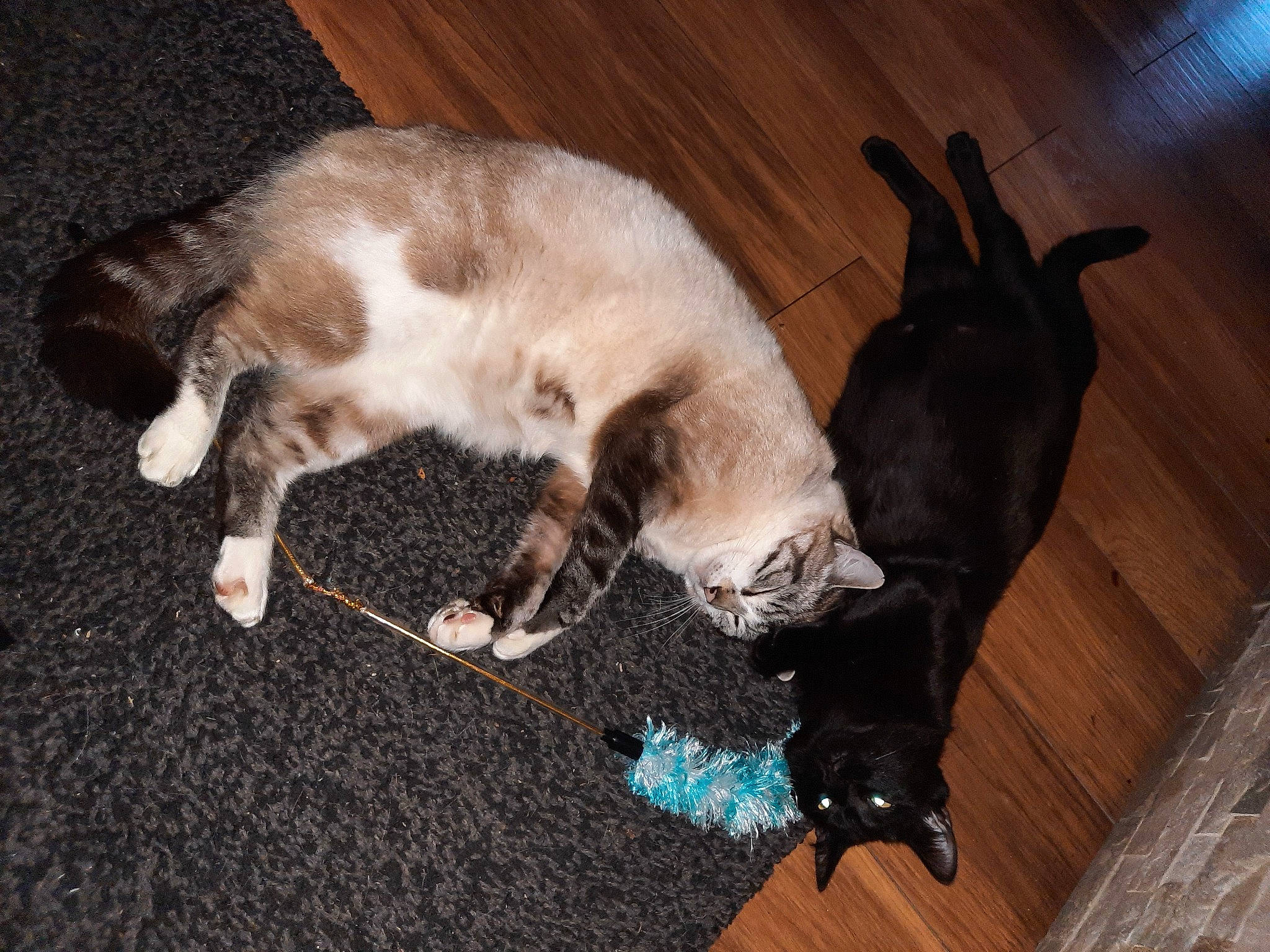 Simba participe au concours pour gagner de l'argent avec cette photo : brown, carnivore, cat, claw, comfort, companion_dog, dog_breed, domestic_short_haired_cat, fawn, felidae, flooring, fur, hardwood, paw, small_to_medium_sized_cats, tail, thai, whiskers, wood, wood_flooring