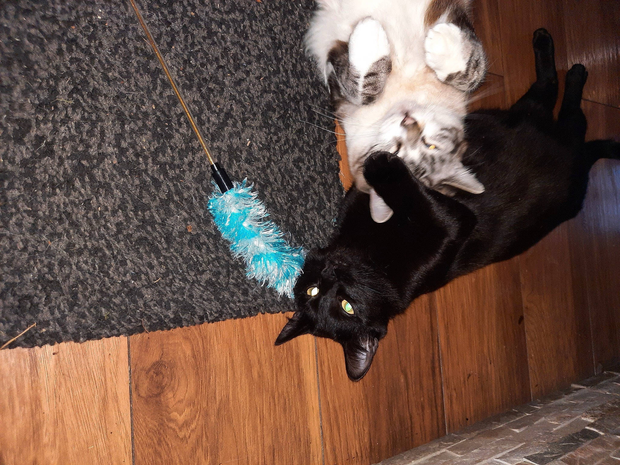 Simba participe au concours pour gagner de l'argent avec cette photo : canidae, carnivore, collar, companion_dog, dog, dog_breed, dog_collar, electric_blue, fashion_accessory, fawn, felidae, fur, hardwood, small_to_medium_sized_cats, snout, sporting_group, tail, toy_dog, whiskers, wood