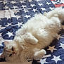 Thales participe au concours pour gagner de l'argent avec cette photo : cat, fluffy, white_cat, pet, indoor, blanket, stars, pattern, relaxed, lying_down, animal, cute, fur, domestic_cat, bed, resting, paw, soft, cozy, sleepy