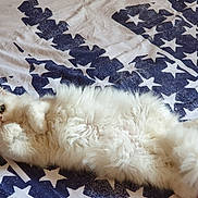 Thales participe au concours pour gagner de l'argent avec cette photo : cat, fluffy, white, pet, animal, lying_down, bed, blanket, stars, indoor, cute, fur, relaxed, cozy, looking, wide_eyes, soft, paws, tail, resting