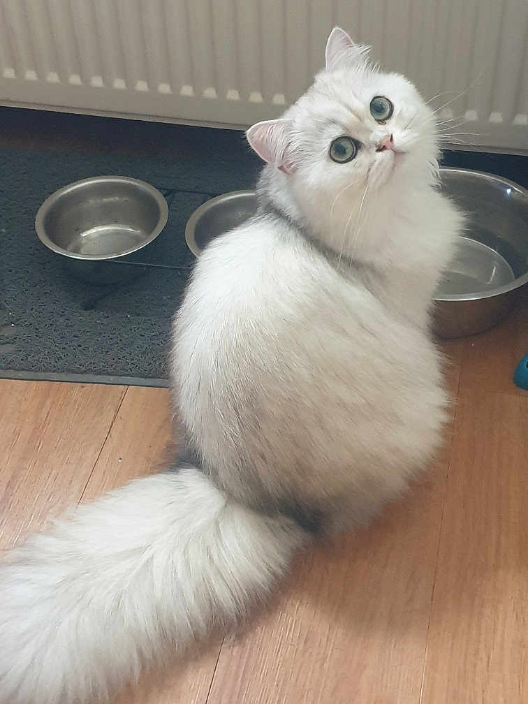 Thales participe au concours pour gagner de l'argent avec cette photo : cat, fluffy, white_cat, pet, animal, floor, food_bowl, water_bowl, radiator, indoor, curious, sitting, looking_back, fur, cute, domestic_cat, whiskers, tail, eyes, closeup