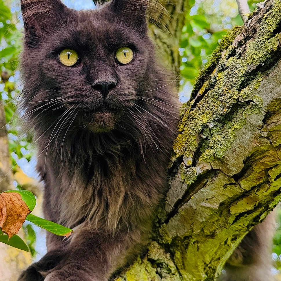 Santu a rejoint le concours — aidez-le/la à gagner de superbes lots ! cat, black_cat, fluffy, long_hair, green_eyes, face, portrait, animal, pet, tree, tree_branch, bark, moss, lichen, forest, outdoor, nature, greenery, looking_at_camera, sitting