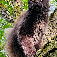 Santu a rejoint le concours — aidez-le/la à gagner de superbes lots ! cat, black_cat, fluffy, long_hair, feline, animal, pet, tree, branch, moss, bark, forest, outdoor, nature, greenery, portrait, close_up, staring, whiskers, ears