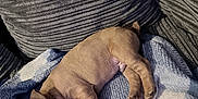 Bruno is registered to the contest to win money with this photo: puppy, sleeping, blanket, couch, cozy, brown, fur, pet, animal, rest, cute, young, indoor, texture, soft, relax, comfort, small, paw, snuggle