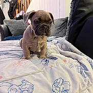 Bruno is registered to the contest to win money with this photo: puppy, dog, bedspread, cartoon_characters, indoor, cushions, staircase, home_interior, furniture, blanket, small_dog, pet, young_dog, cute, animal, domestic, living_room, cozy, fur, canine