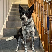 Blu joined the competition — help win amazing prizes! dog, stairs, carpet, wooden_banister, indoor, pet, black_and_white, collar, heart_shaped_tag, animal, sitting, alert, ears_up, fur, paw, house, home_interior, portrait, domestic, cute