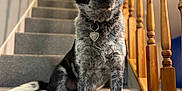 Blu joined the competition — help win amazing prizes! alert, animal, black_and_white, canine, carpet, collar, dog, fur, heart_tag, house, indoor, looking, loyal, paw, pet, portrait, sitting, stairs, step, wooden_banister