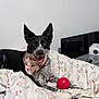 Blu joined the competition — help win amazing prizes! dog, bandana, black_and_white, toy, red_ball, blanket, floral_pattern, indoor, pet, happy, playful, lying_down, ear_up, tongue_out, collar, heart_shaped_tag, living_room, television, gaming_controller, table