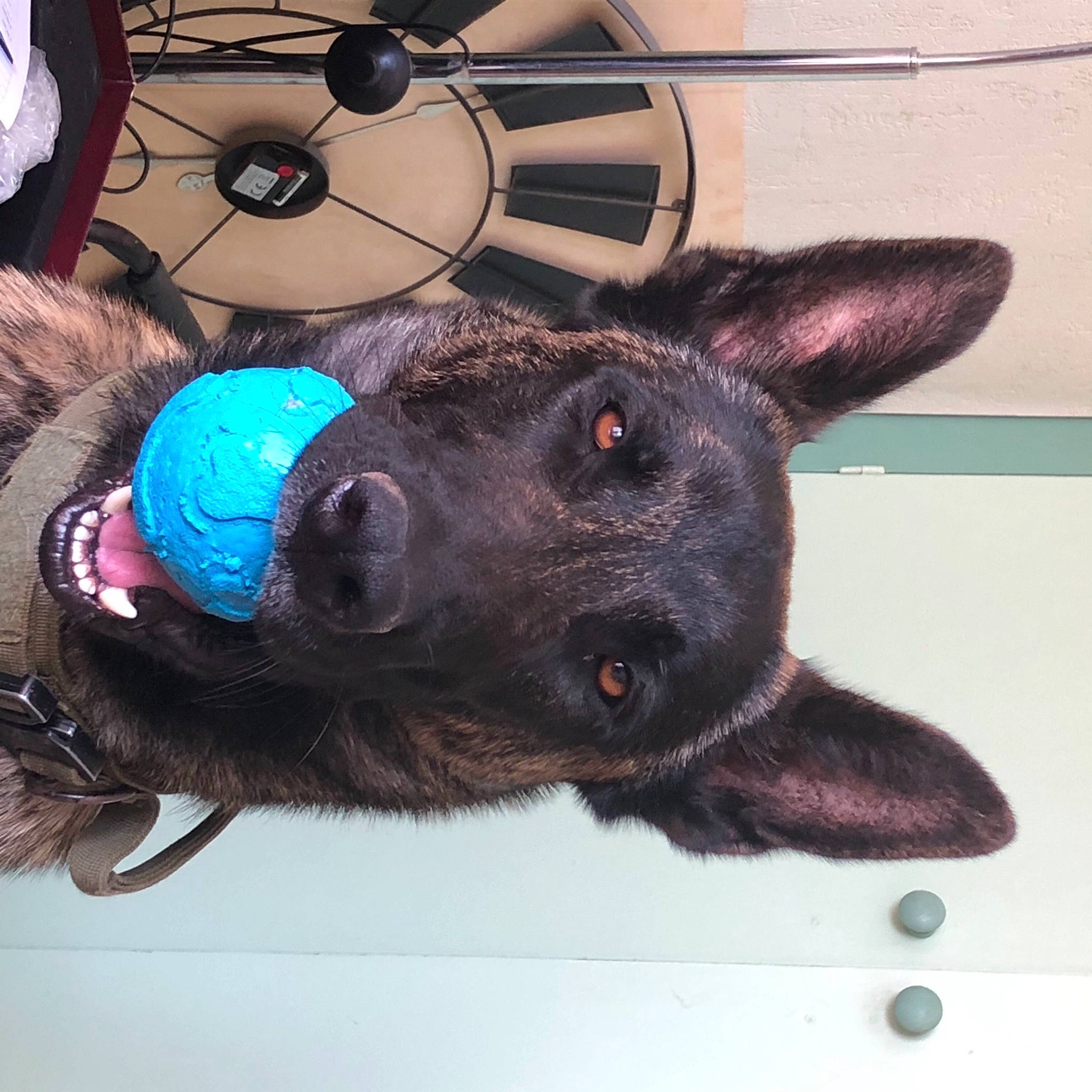 Paz participe au concours pour gagner de l'argent avec cette photo : automotive_tire, canidae, carnivore, collar, companion_dog, dog, dog_breed, dog_supply, ear, electric_blue, fawn, felidae, fur, rim, snout, sporting_group, tire, wheel, whiskers, working_animal