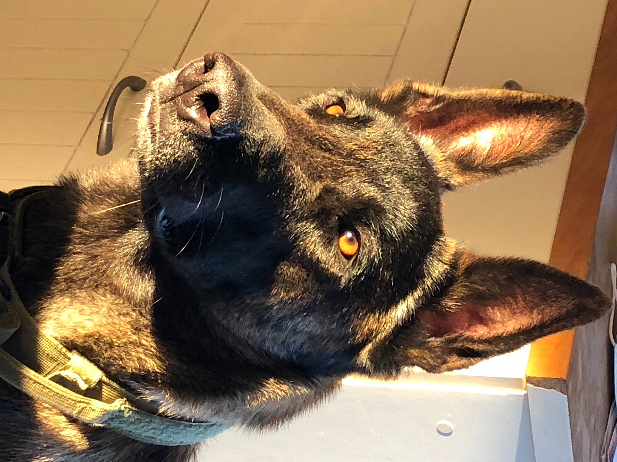 Paz a rejoint le concours — aidez-le/la à gagner de superbes lots ! canidae, carnivore, collar, companion_dog, dog, dog_breed, dog_collar, ear, fawn, fur, guard_dog, jaw, liver, metal, plant, snout, sporting_group, whiskers, window, working_animal