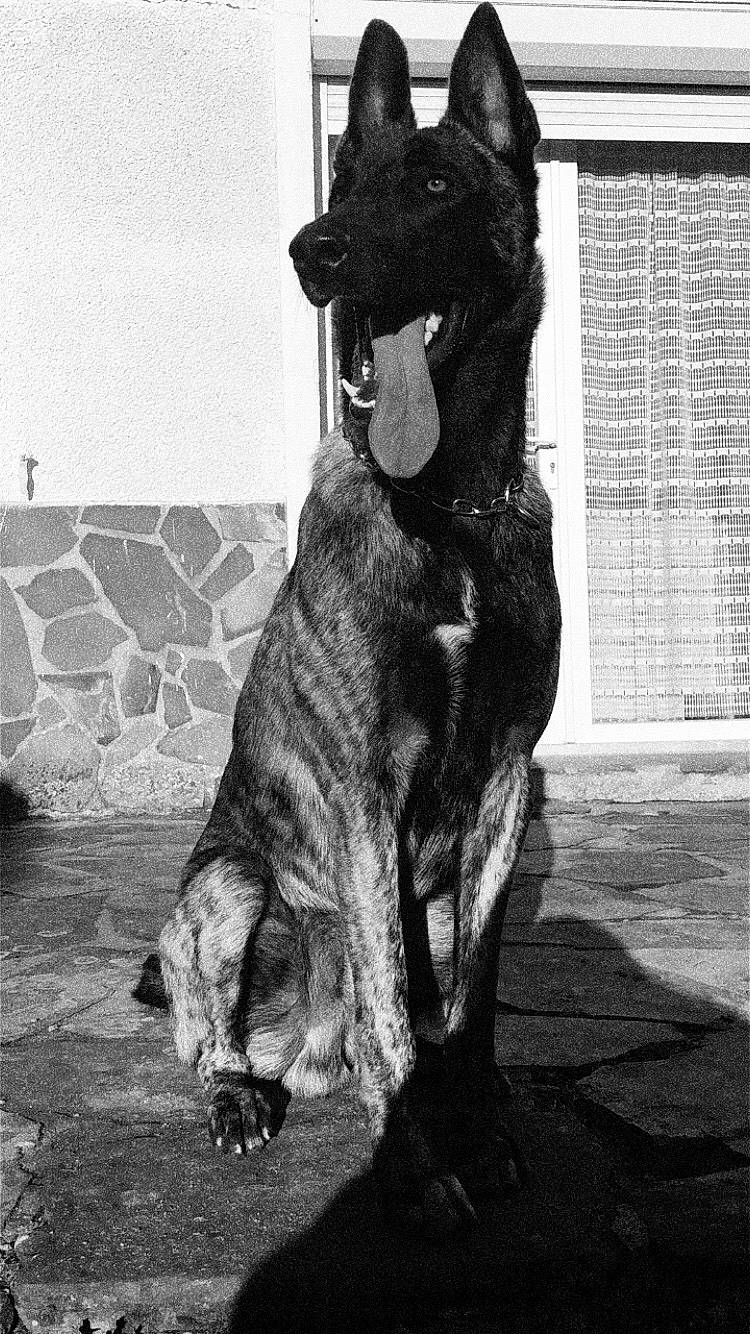 Paz participe au concours pour gagner de l'argent avec cette photo : art, black, black_and_white, carnivore, companion_dog, dog, dog_breed, felidae, fur, gesture, grey, monochrome, monochrome_photography, snout, sporting_group, style, tail, terrestrial_animal, tints_and_shades, working_animal