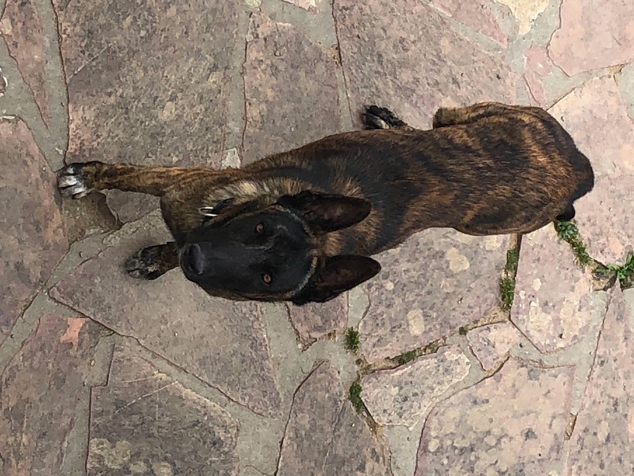 Paz a rejoint le concours — aidez-le/la à gagner de superbes lots ! bat, bedrock, concrete, plant, road_surface, rock, shadow, snout, soil, tail, terrestrial_animal, tree, trunk, wildlife, wood, working_animal