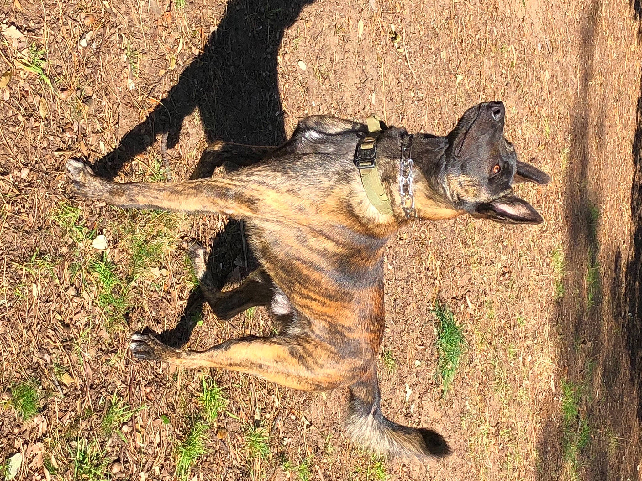 Paz participe au concours pour gagner de l'argent avec cette photo : canidae, carnivore, dog, dog_breed, fawn, german_shepherd_dog, grass, guard_dog, paw, plant, shadow, snout, soil, sporting_group, tail, terrestrial_animal, tree, trunk, wildlife, wood
