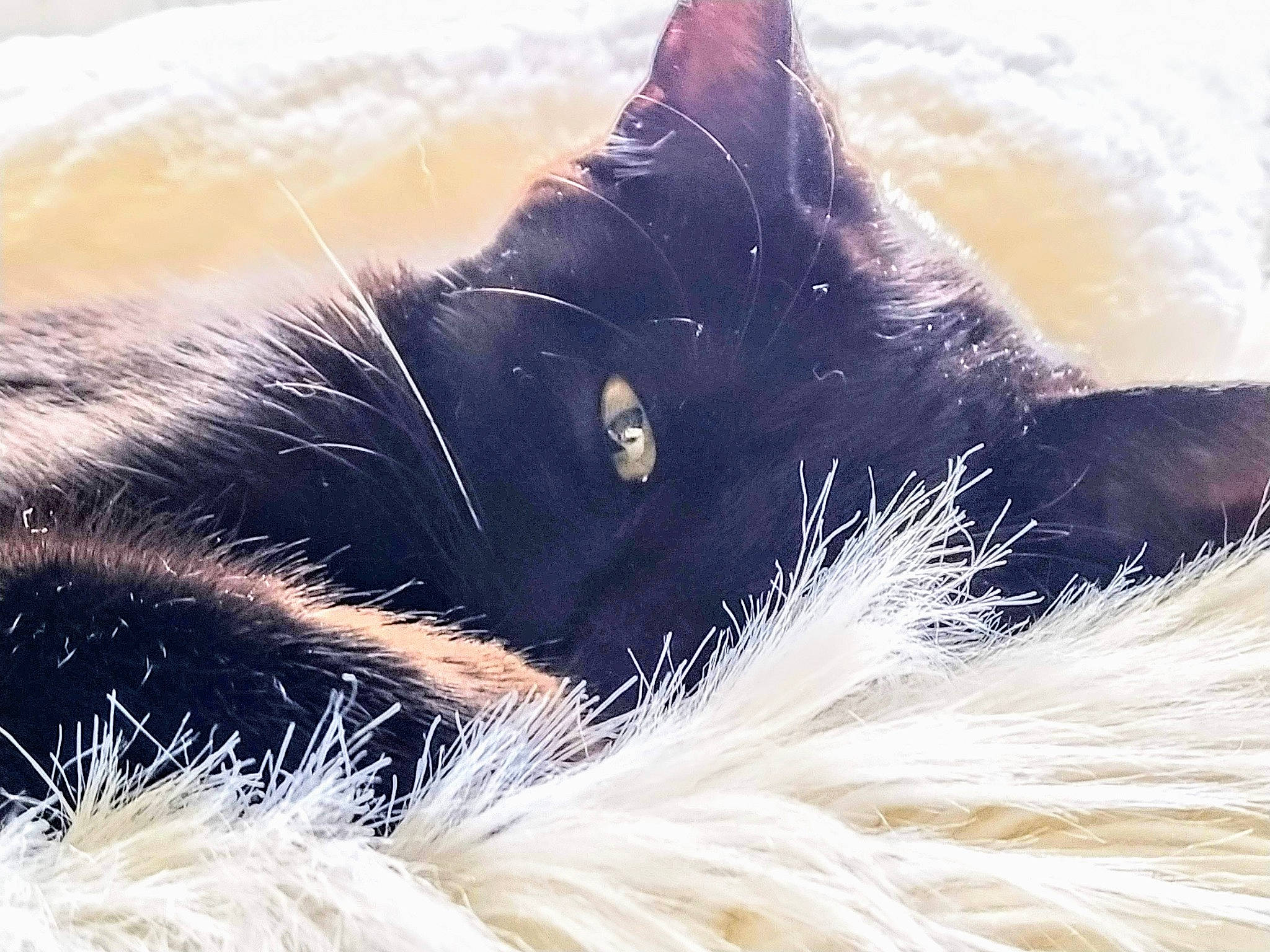 Eben a rejoint le concours — aidez-le/la à gagner de superbes lots ! black_cat, carnivore, cat, cloud, comfort, domestic_short_haired_cat, ear, felidae, fur, happy, paw, sky, small_to_medium_sized_cats, snout, tail, whiskers