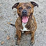 animal, brindle, canine, cute, daylight, dog, ears_up, friendly, fur, gravel, happy, looking_up, mammal, nature, outdoor, pet, playful, sitting, smiling, tongue_out