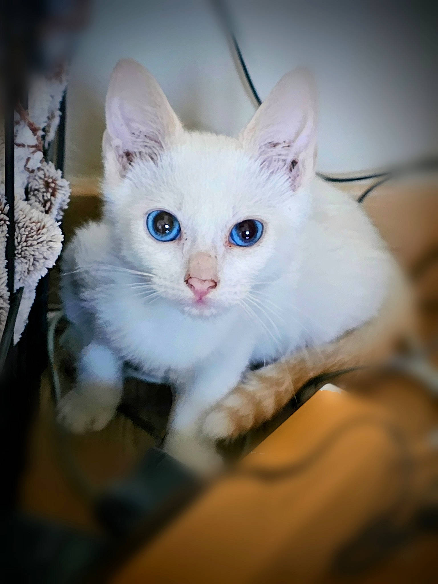 Orion participe au concours pour gagner de l'argent avec cette photo : carnivore, cat, domestic_short_haired_cat, fawn, felidae, fur, iris, paw, small_to_medium_sized_cats, snout, tail, whiskers