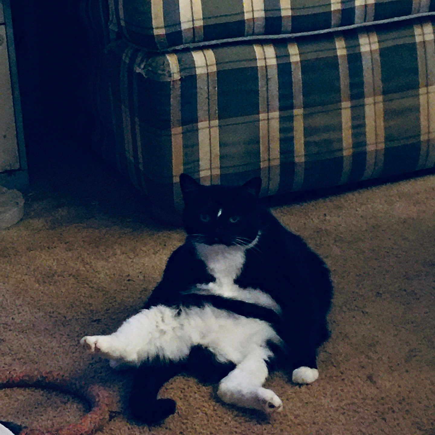 Lunatic joined the competition — help win amazing prizes! animal, black_and_white, carpet, cat, couch, cozy, cute, domestic, feline, fur, home, indoor, lazy, pet, plaid, relaxed, resting, sitting, tail, whiskers