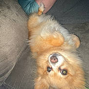 Honey is registered to the contest to win money with this photo: dog, fluffy, orange, upside_down, couch, furniture, pet, indoor, animal, cute, fur, canine, relaxed, home, companion, paw, face, looking, resting, living_room
