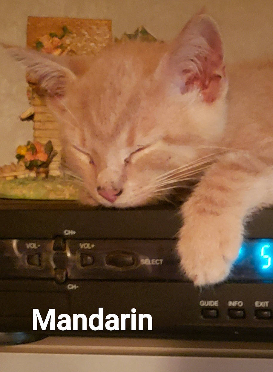 Mandarin