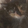 cat, feline, pet, blurred, dim_lighting, fur, whiskers, animal, indoor, closeup, soft_background, tabby, calico, white_paw, resting, cute, small, domestic_animal, sleepy, fuzzy