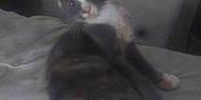Marbles joined the competition — help win amazing prizes! cat, calico, pet, indoor, bed, feline, curious, sitting, blurred, fur, whiskers, animal, looking, cute, domestic, resting, light, shadow, wall, soft
