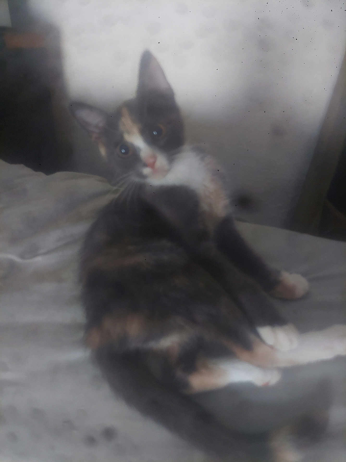 Marbles joined the competition — help win amazing prizes! cat, calico, pet, indoor, bed, feline, curious, sitting, blurred, fur, whiskers, animal, looking, cute, domestic, resting, light, shadow, wall, soft
