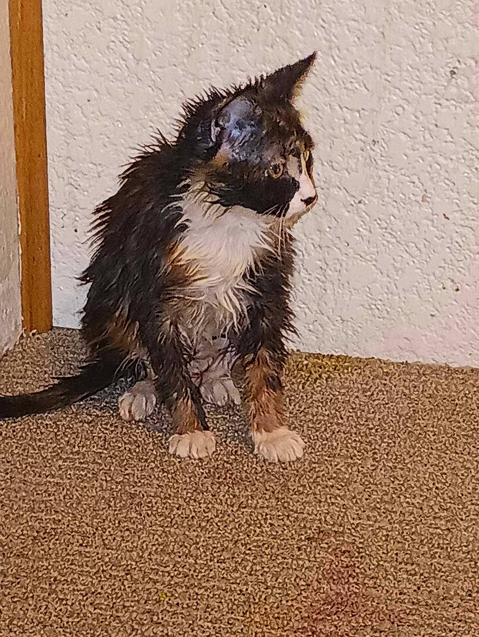 Cookie joined the competition — help win amazing prizes! black_cat, canidae, carnivore, cat, claw, dog_breed, felidae, flooring, foot, fur, paw, road_surface, shadow, small_to_medium_sized_cats, sporting_group, tail, terrestrial_animal, tints_and_shades, whiskers