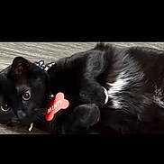 Mints joined the competition — help win amazing prizes! animal, black_cat, cat, closeup, collar, cute, domestic_cat, ears, eyes, fur, indoor, lying_down, muzzle, pet, playful, resting, tag, whiskers, white_patch, wooden_floor